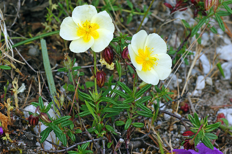 Helianthemum croceum / Eliantemo color zafferano